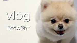 【vlog】ほんの少し愛犬を紹介します【ポメラニアン&トイプードル】