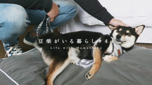 どうしてもシェラトンホテルから帰りたくない柴犬がかわいすぎた。【豆柴暮らし】