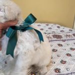 ９月17日生まれ　タイニープードル　ホワイト♂