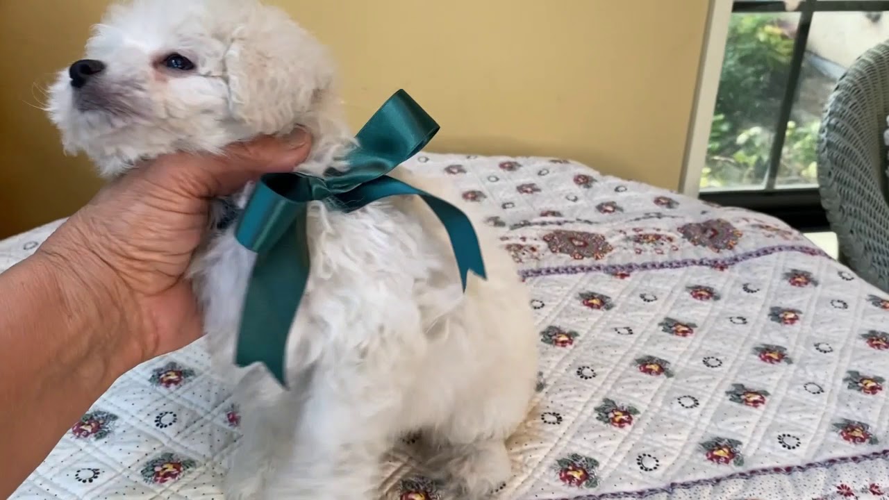 ９月17日生まれ　タイニープードル　ホワイト♂