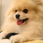 もしかして今オナラしましたか？【ポメラニアン犬モチ】