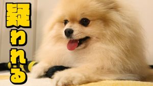 もしかして今オナラしましたか？【ポメラニアン犬モチ】