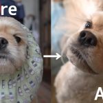 トリミングビフォーアフター　アメリカンコッカースパニエル