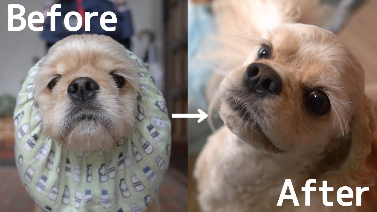 トリミングビフォーアフター　アメリカンコッカースパニエル