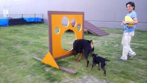 ロットワイラー ハル♡メモリーズ　チームブラタン大小♪