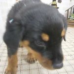 502096 ロットワイラー