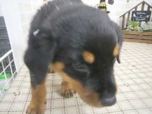 502096 ロットワイラー