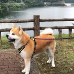 ゆう太　ダムを歩く　秋田犬ゆう太　Yuta walks the dam　Akita Inu Yuta