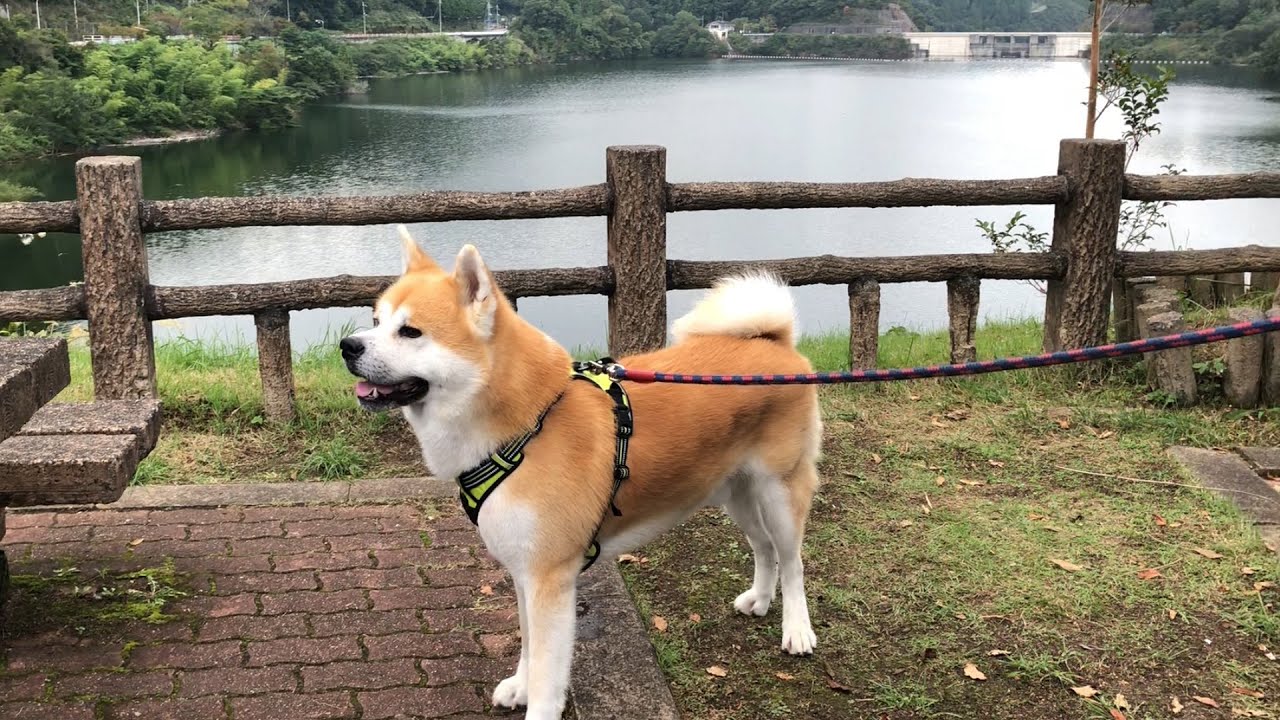 ゆう太　ダムを歩く　秋田犬ゆう太　Yuta walks the dam　Akita Inu Yuta