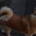 秋田犬  たろさんぽ  其の五十三　くらいけどあさですよ