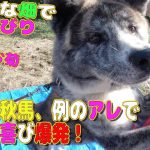 【秋田犬】のどかな畑で芋掘り応援♪例のアレで秋田犬秋馬、喜びマックス！Akita dog "Shuma&Okiku"Go to the field【大型犬】【akita dog】
