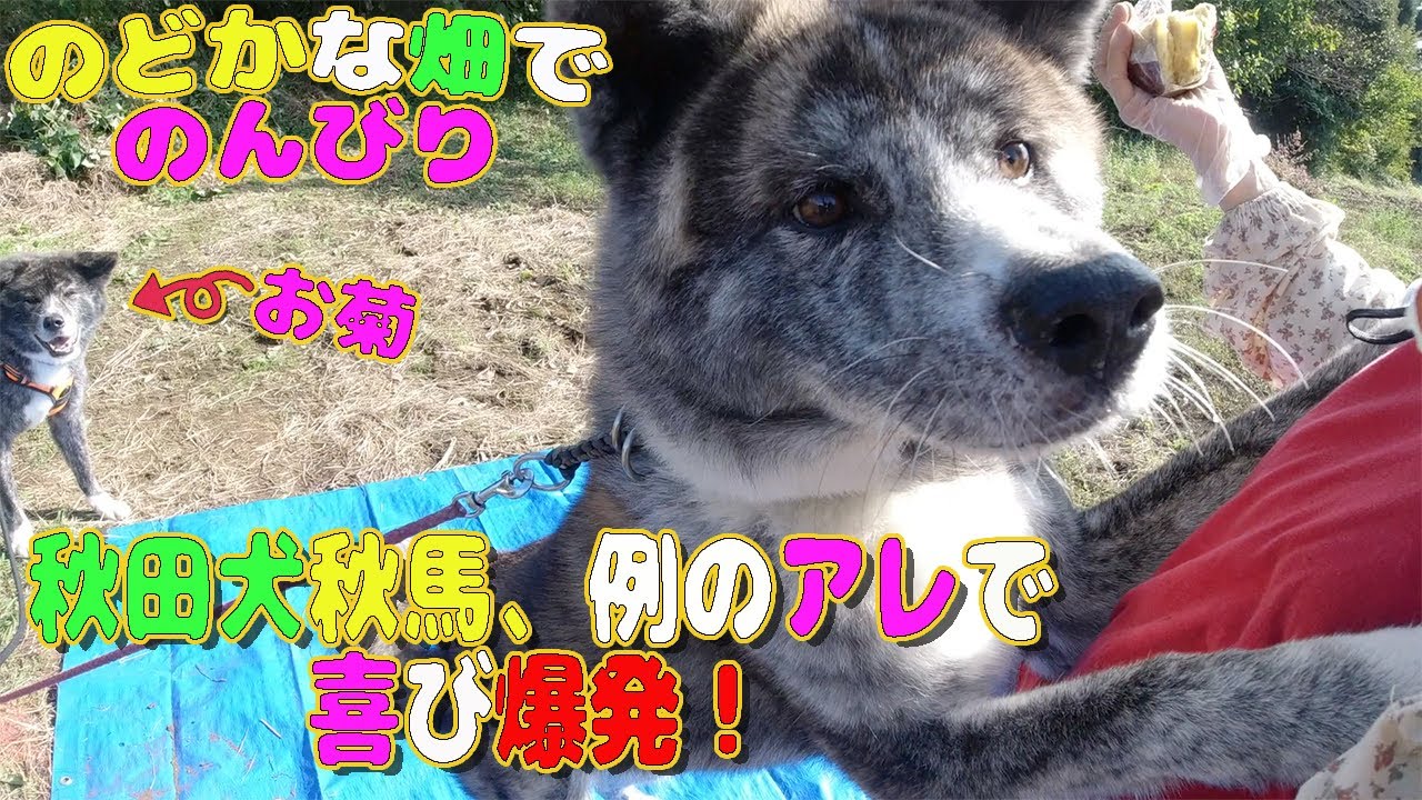 【秋田犬】のどかな畑で芋掘り応援♪例のアレで秋田犬秋馬、喜びマックス！Akita dog "Shuma&Okiku"Go to the field【大型犬】【akita dog】