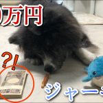 【選び取り】果たしてヒトシくんは何をとる⁈大富豪犬？秋田犬？