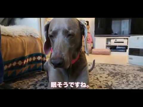 【ワイマラナーの日常】とある１日