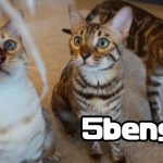 【かわいい】青い瞳のベンガル猫に癒される