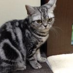 とっても可愛いアメリカンショートヘア　American Shorthair