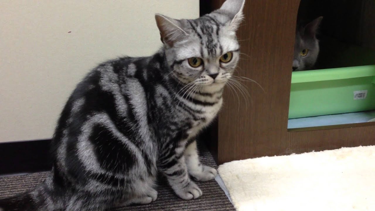 とっても可愛いアメリカンショートヘア　American Shorthair
