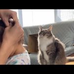 おめかしする娘をじっと見つめる猫　ノルウェージャンフォレストキャット　A cat staring at my daughter who sets her hair