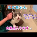 ブリティッシュショートヘアのここちゃんをお風呂にいれたら数か月ぶりに、にゃ～の声を聞いたよ。