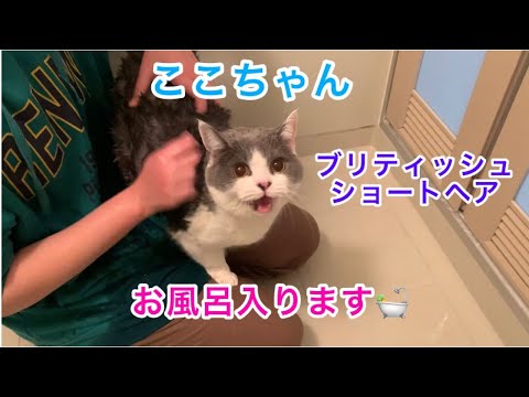 ブリティッシュショートヘアのここちゃんをお風呂にいれたら数か月ぶりに、にゃ～の声を聞いたよ。