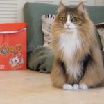かわいいサイベリアンのおおすみさん　猫カフェNyanny秋葉原店