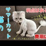 猫のサマーカットの疑問まとめ【ペルシャ猫・長毛猫】