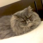 明け方に枕を奪いに来る猫【ペルシャ猫】