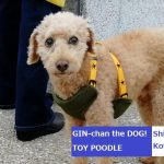 トイプードル銀ちゃん、志段味古墳群へ行く。