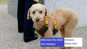 トイプードル銀ちゃん、志段味古墳群へ行く。