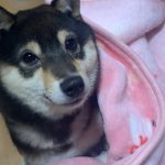 【豆柴】寝転ぶ妹の隣で一緒に横になる子犬【人懐っこくて可愛いすぎる】