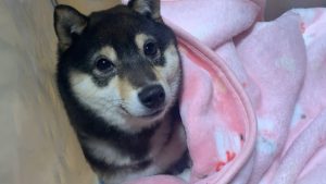 【豆柴】寝転ぶ妹の隣で一緒に横になる子犬【人懐っこくて可愛いすぎる】