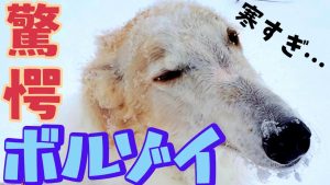 【驚愕】大型犬ボルゾイと大雪の散歩【超大型犬 ボルゾイ】2020年末最後の衝撃