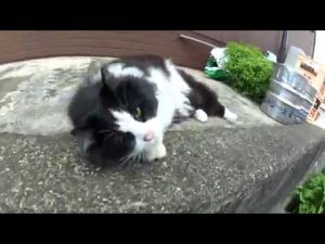 【猫編】 アピール上手なかわいいノラ猫