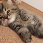 ★トロのおうち★短足キンカローの男の子