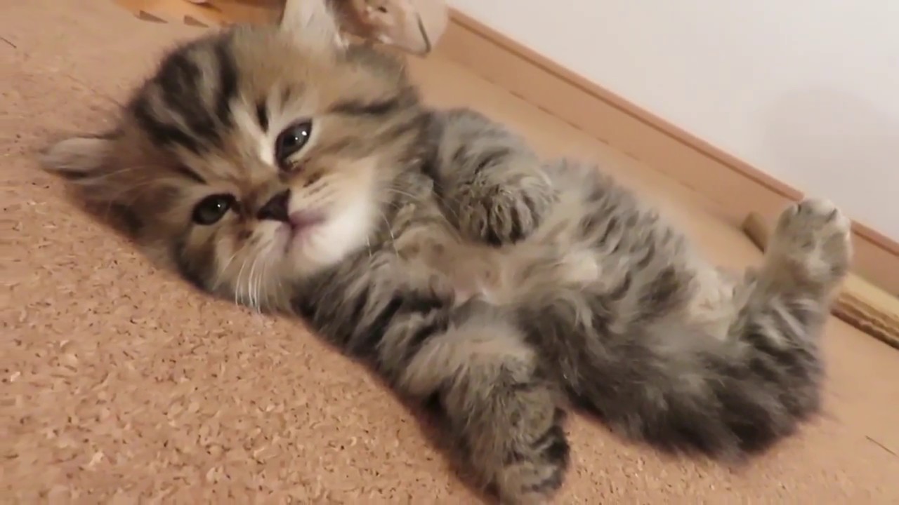 ★トロのおうち★短足キンカローの男の子