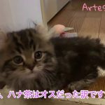 心の整理がつきましたのでお知らせします キンカロー(マンチカン×アメリカンカール) 子猫 さよなら私の女の子