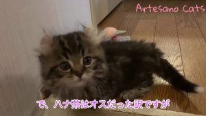 心の整理がつきましたのでお知らせします キンカロー(マンチカン×アメリカンカール) 子猫 さよなら私の女の子
