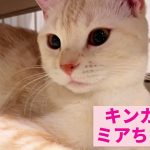 キンカロー「ミアちゃん」【獣医師賛同型】里親募集サイトanifare(アニフェア)2020年12月22日