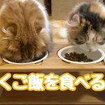 仲良くご飯を食べるネコ（スコティッシュフォールド&キンカロー）/Scottish fold & Kinkalow