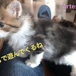 キンカロー(マンチカン×アメリカンカール) 子猫 気づいたらこうなった