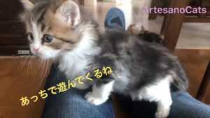 キンカロー(マンチカン×アメリカンカール) 子猫 気づいたらこうなった