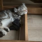 キンカロー子猫が魅せるただの癒し動画。Kinkaro kitten healing video.