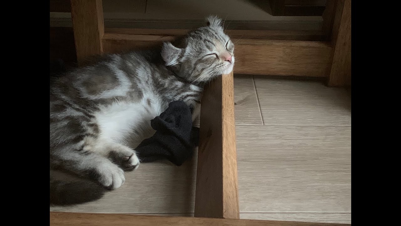 キンカロー子猫が魅せるただの癒し動画。Kinkaro kitten healing video.