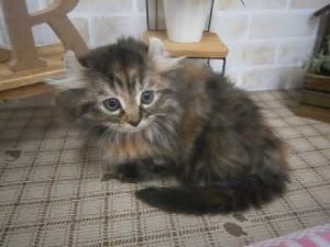 507033 キンカロー