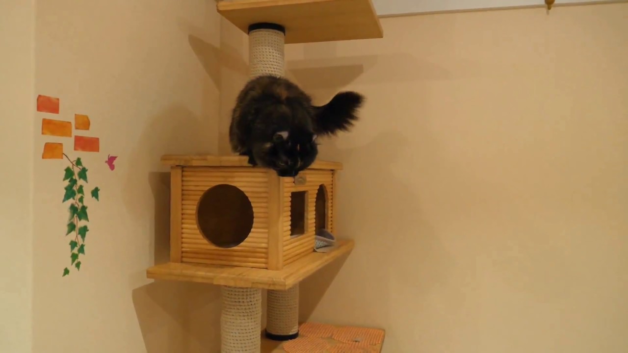 キンカロー(マンチカール)デビュー 猫カフェねこJaLaLa