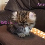 キンカロー(マンチカン×アメリカンカール) 子猫 ウトウトいねむり