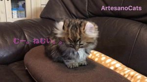 キンカロー(マンチカン×アメリカンカール) 子猫 ウトウトいねむり
