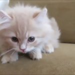 ★トロのおうち★極短足キンカローの男の子