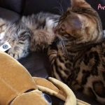 キンカロー(マンチカン×アメリカンカール) ベンガル 子猫 Americancurl kitten and Bengal kitten