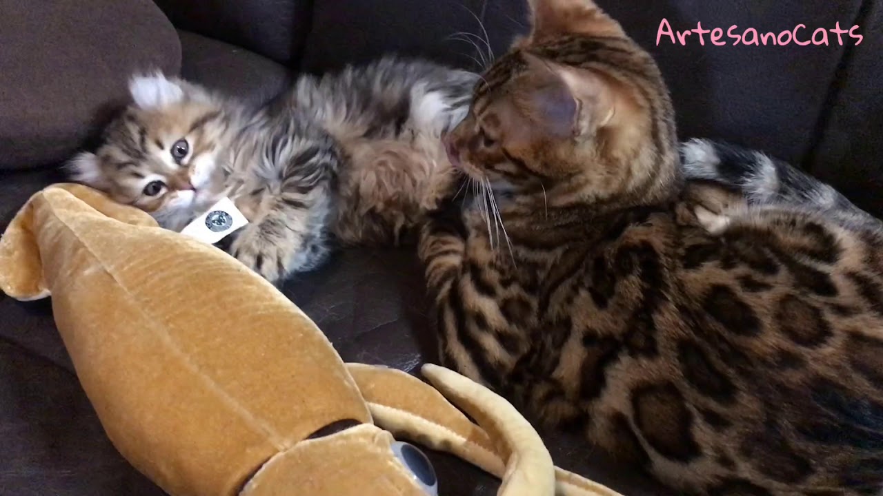 キンカロー(マンチカン×アメリカンカール) ベンガル 子猫 Americancurl kitten and Bengal kitten